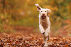 Spinone Italiano in autumn