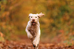 Spinone Italiano in autumn