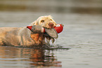Spinone Italiano