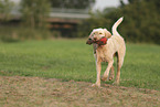 Spinone Italiano