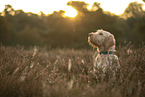 Spinone Italiano