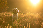 Spinone Italiano