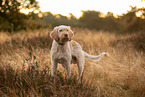 Spinone Italiano