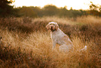 Spinone Italiano