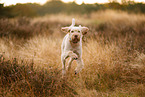 Spinone Italiano