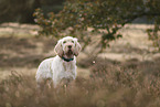 Spinone Italiano
