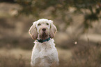Spinone Italiano