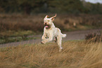 Spinone Italiano