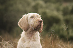 Spinone Italiano