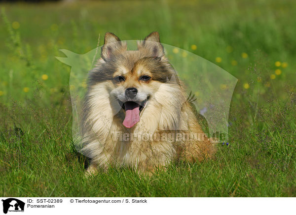 Pomeranian / SST-02389