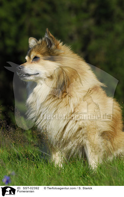 Pomeranian / SST-02392