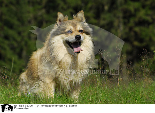 Pomeranian / SST-02396
