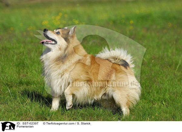 Pomeranian / SST-02397