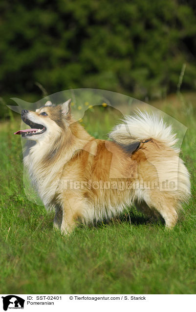 Pomeranian / SST-02401