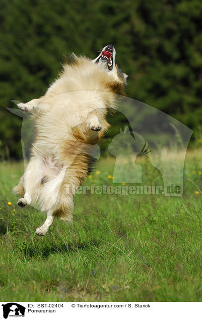 Pomeranian / SST-02404