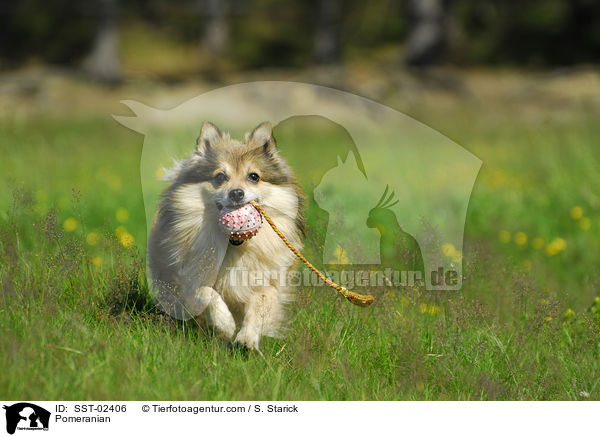 Pomeranian / SST-02406