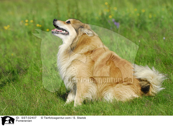 Pomeranian / SST-02407