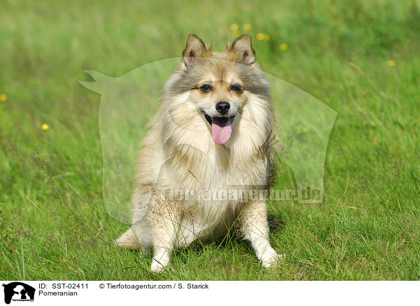 Pomeranian / SST-02411