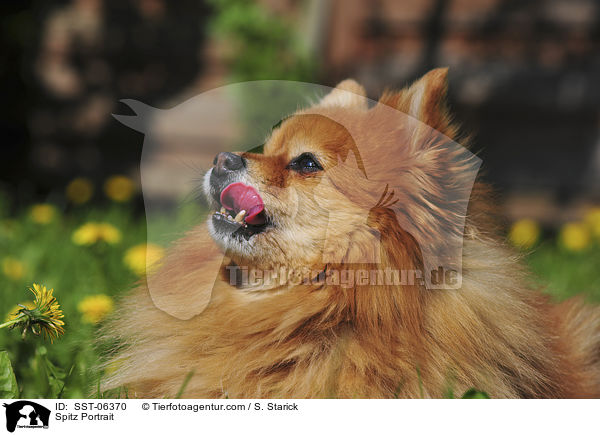 Spitz Portrait / SST-06370