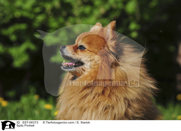Spitz Portrait / SST-06373