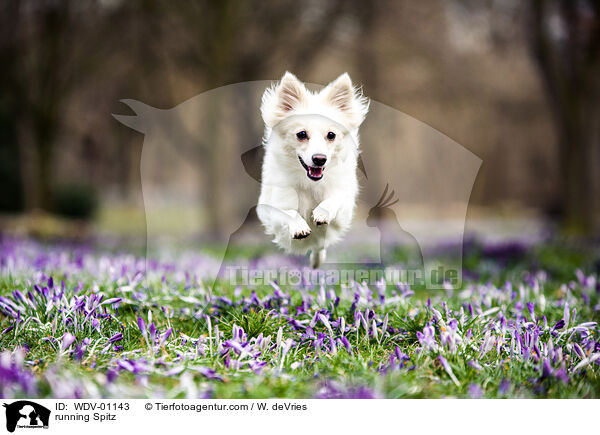 rennender Spitz / running Spitz / WDV-01143