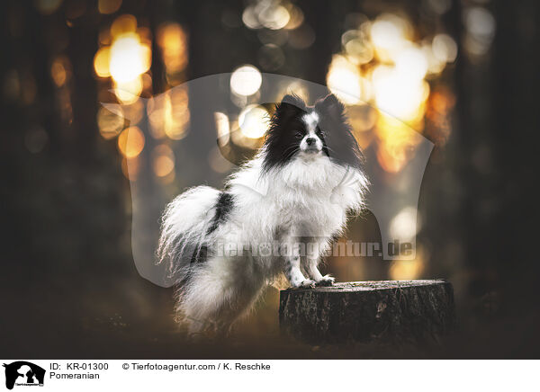 Deutscher Spitz / Pomeranian / KR-01300