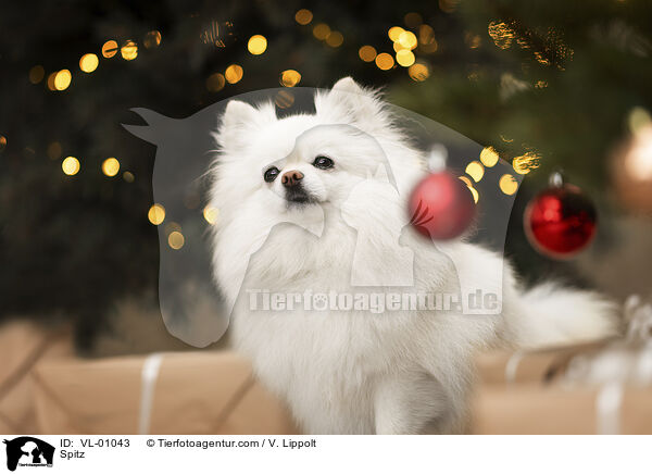 Spitz / Spitz / VL-01043