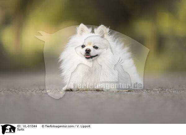 Spitz / Spitz / VL-01044