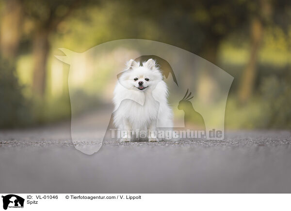 Spitz / Spitz / VL-01046