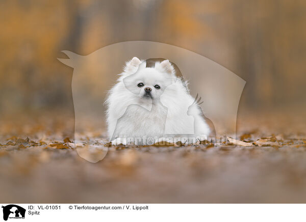 Spitz / Spitz / VL-01051