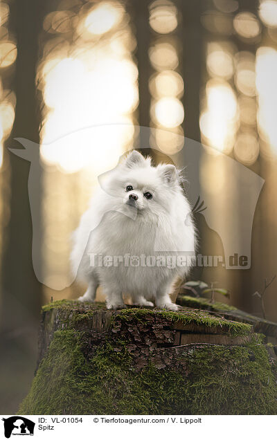 Spitz / Spitz / VL-01054