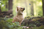 Spitz puppy