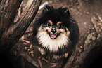 Pomeranian