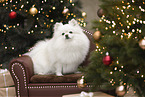 Spitz