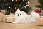 Spitz