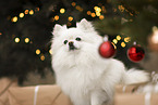 Spitz