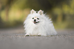 Spitz