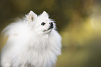 Spitz