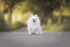 Spitz