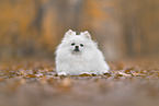 Spitz
