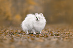 Spitz