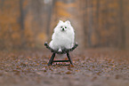 Spitz