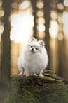 Spitz
