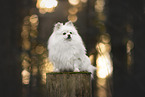 Spitz