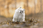 Spitz