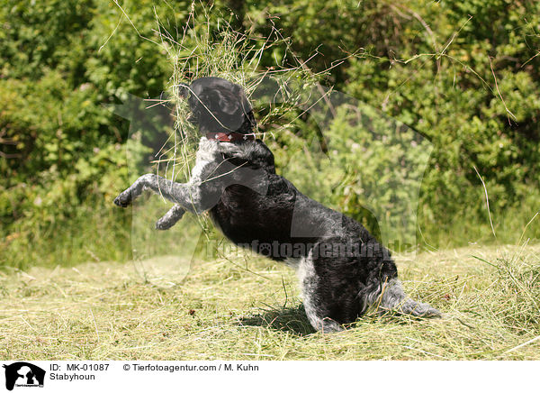 Stabyhond / Stabyhoun / MK-01087