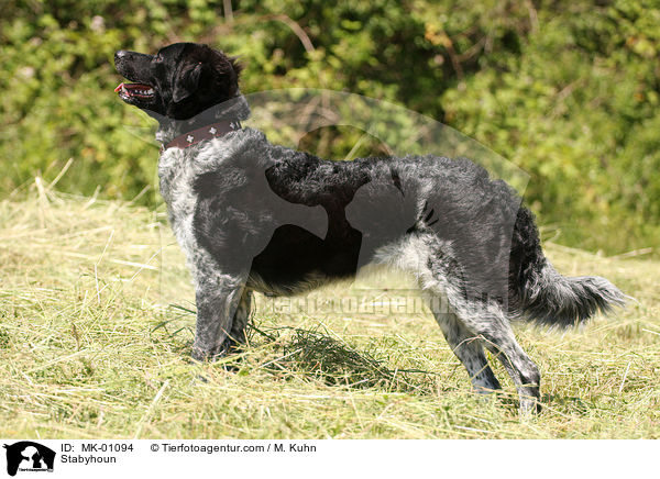 Stabyhoun / MK-01094