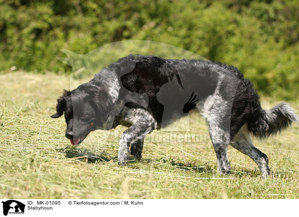 Stabyhoun / MK-01095