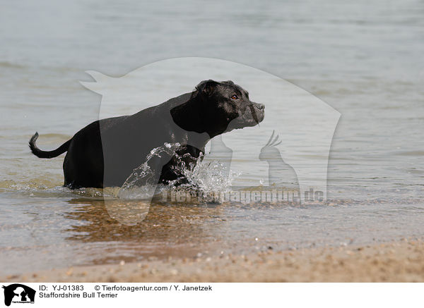 Staffordshire Bull Terrier / YJ-01383