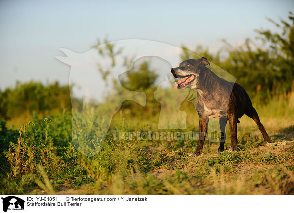 Staffordshire Bull Terrier / Staffordshire Bull Terrier / YJ-01851